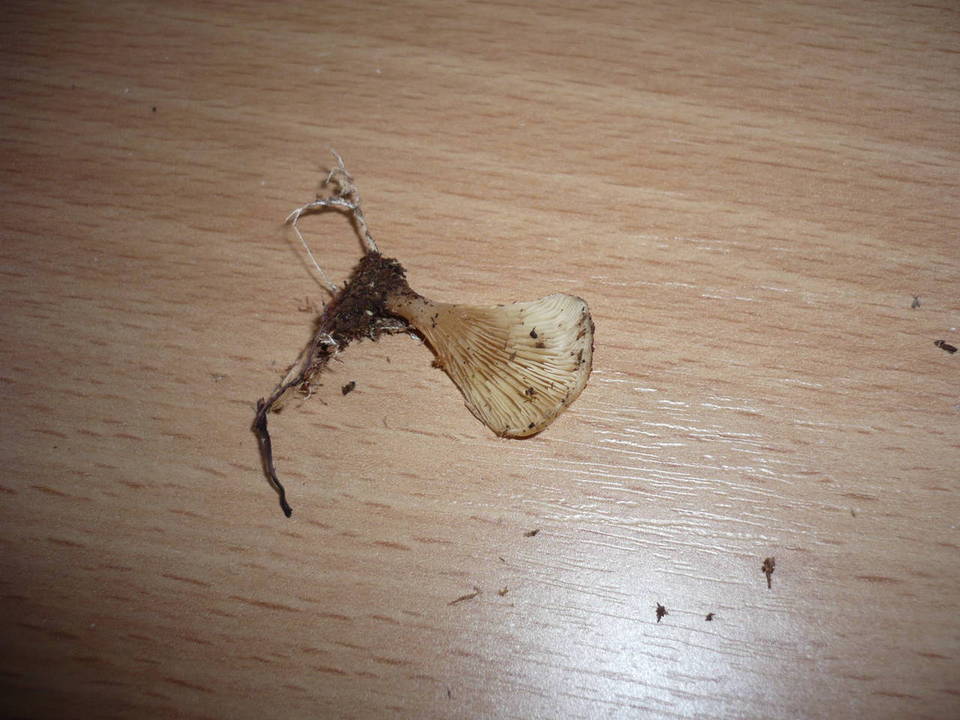 Hohenbuehelia abietina image
