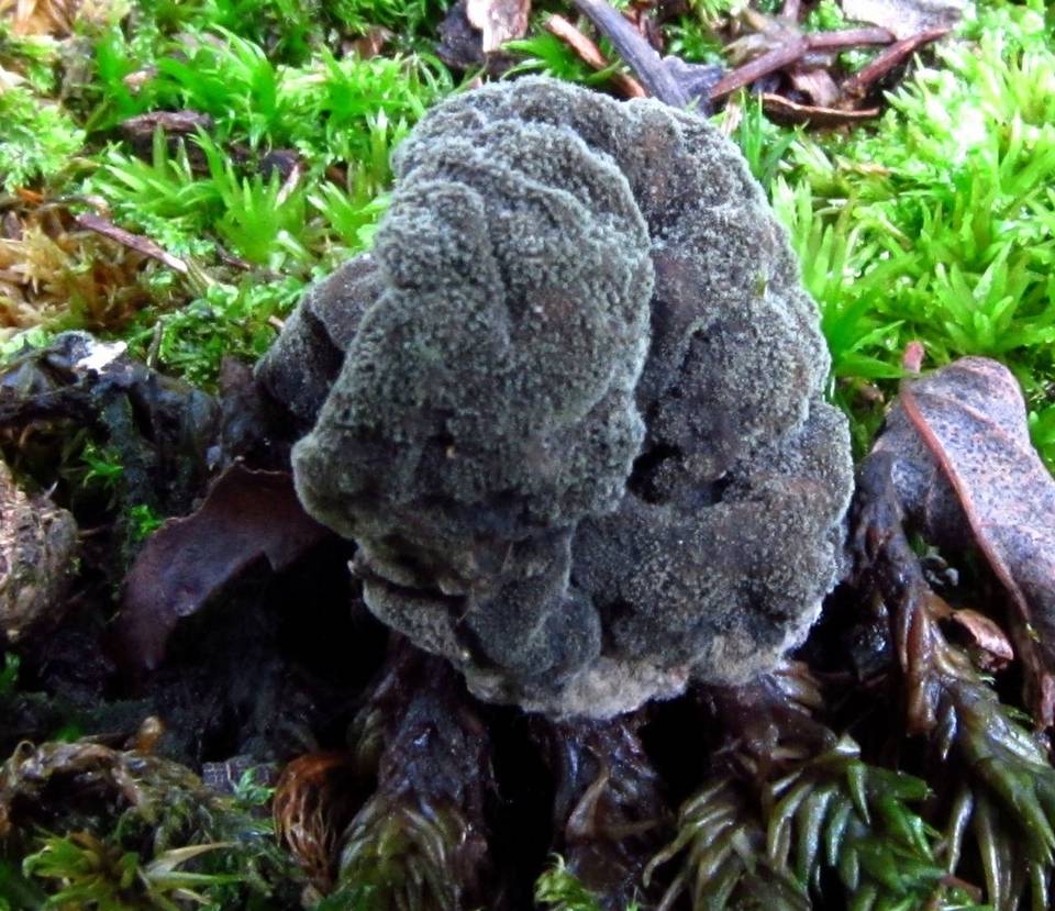 Hypomyces melanocarpus image