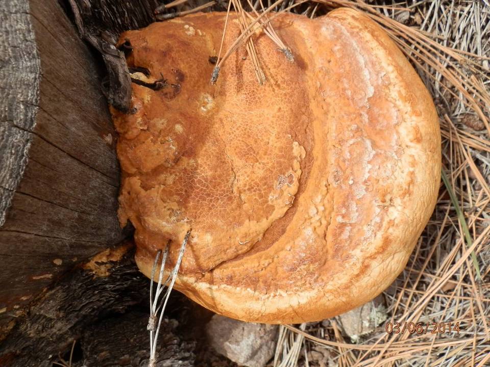 Fomitopsis schrenkii image