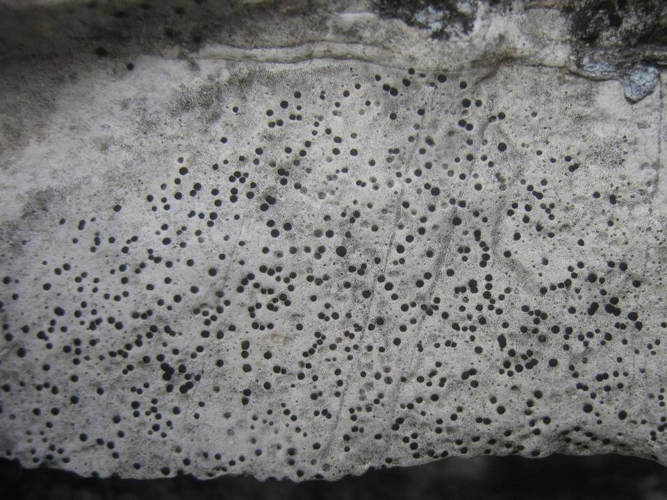 Verrucaria hochstetteri image