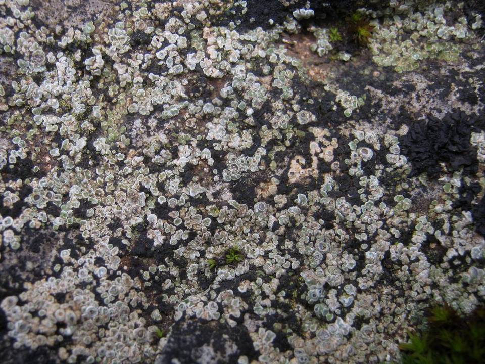 Aspicilia contorta image