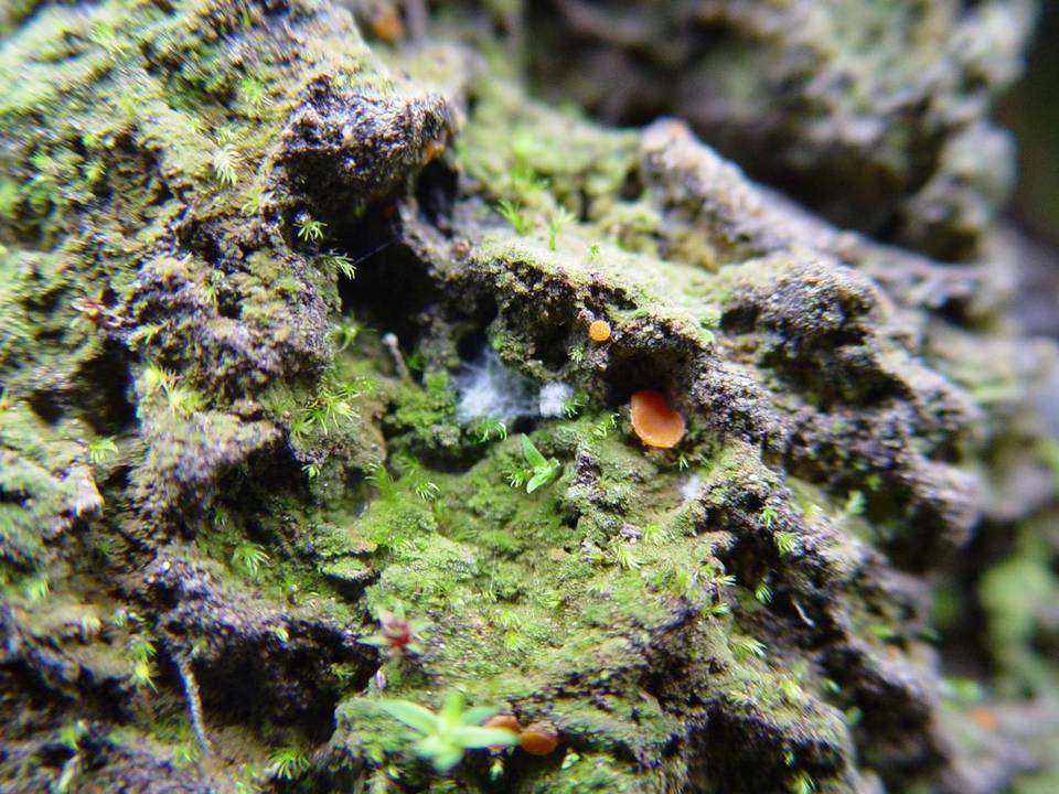 Inermisia gyalectoides image