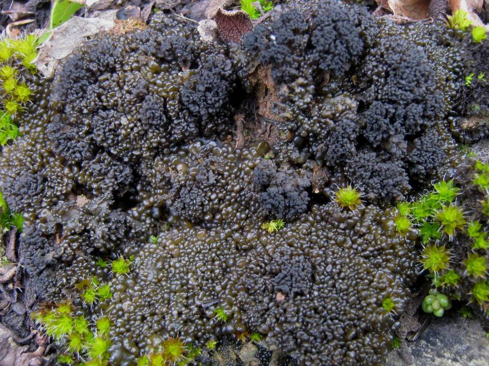 Collema tenax var. ceranoides image