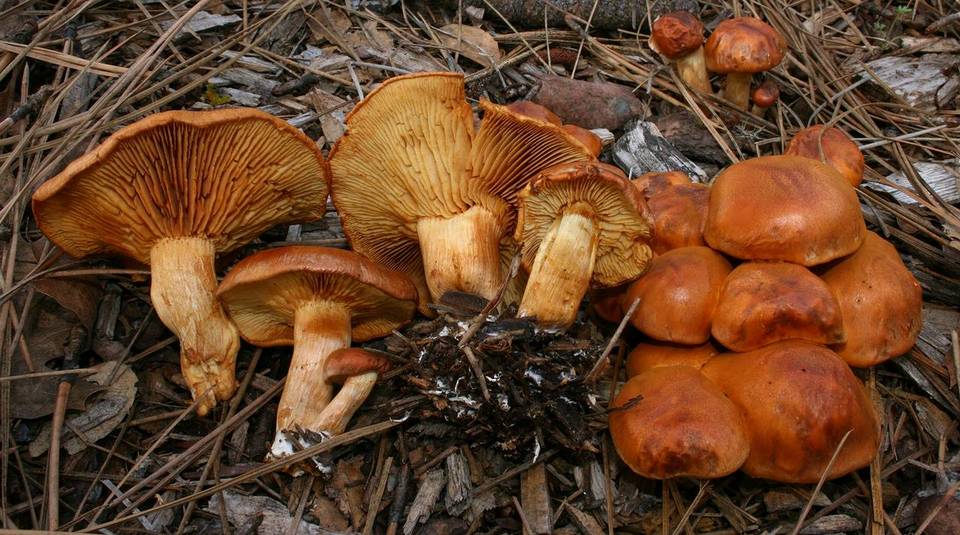 Gymnopilus terrestris image