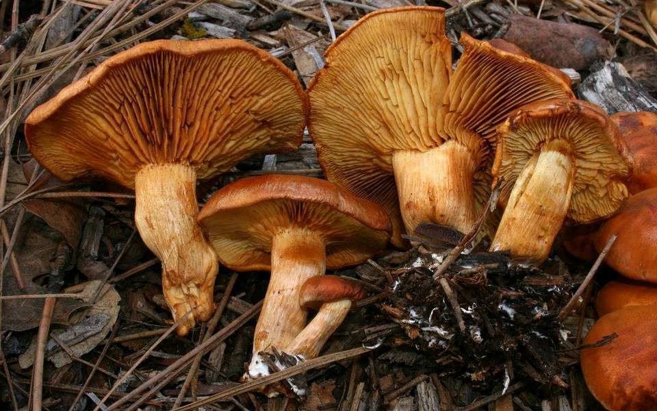 Gymnopilus terrestris image