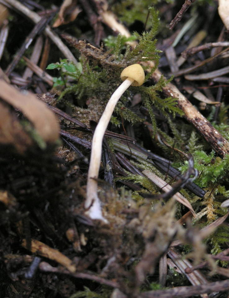Galerina clavata image