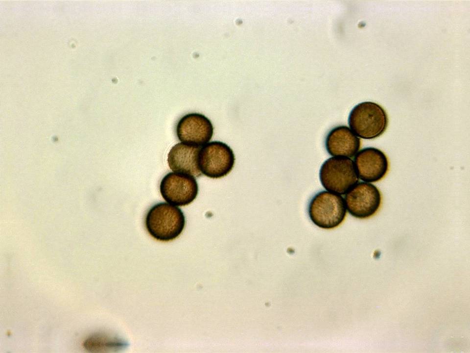 Physarum cinereum image