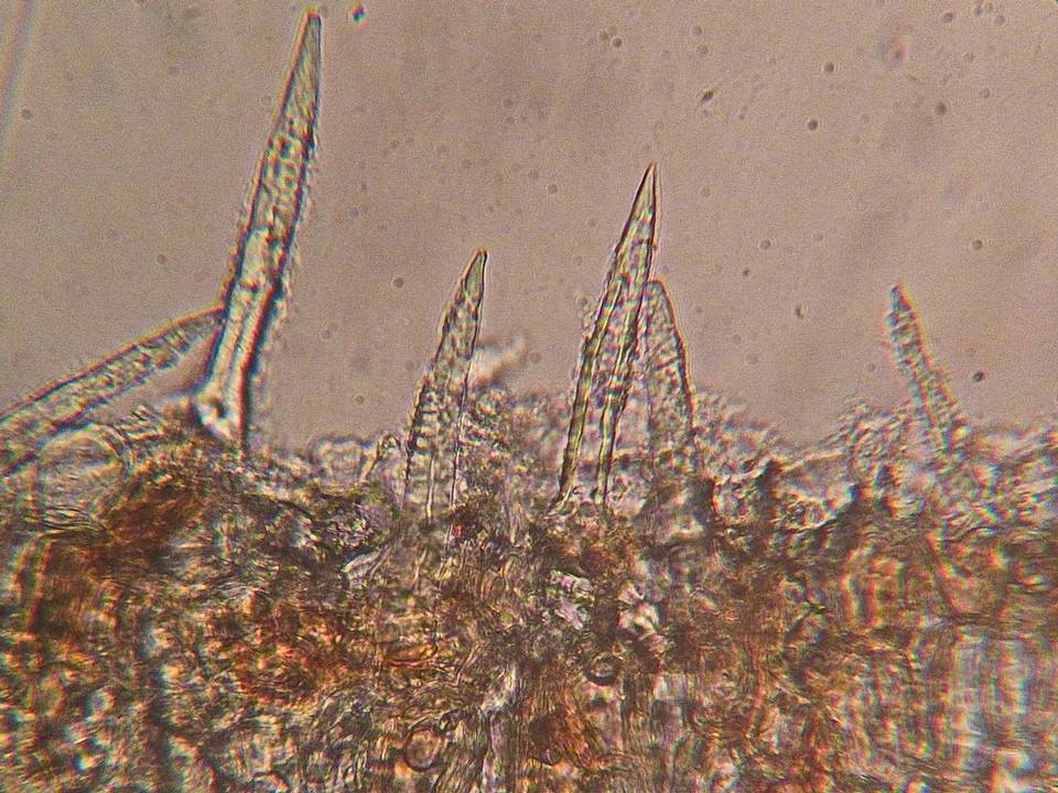 Litschauerella clematidis image