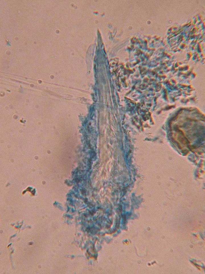 Litschauerella clematidis image