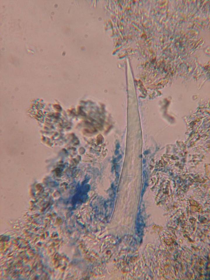 Litschauerella clematidis image