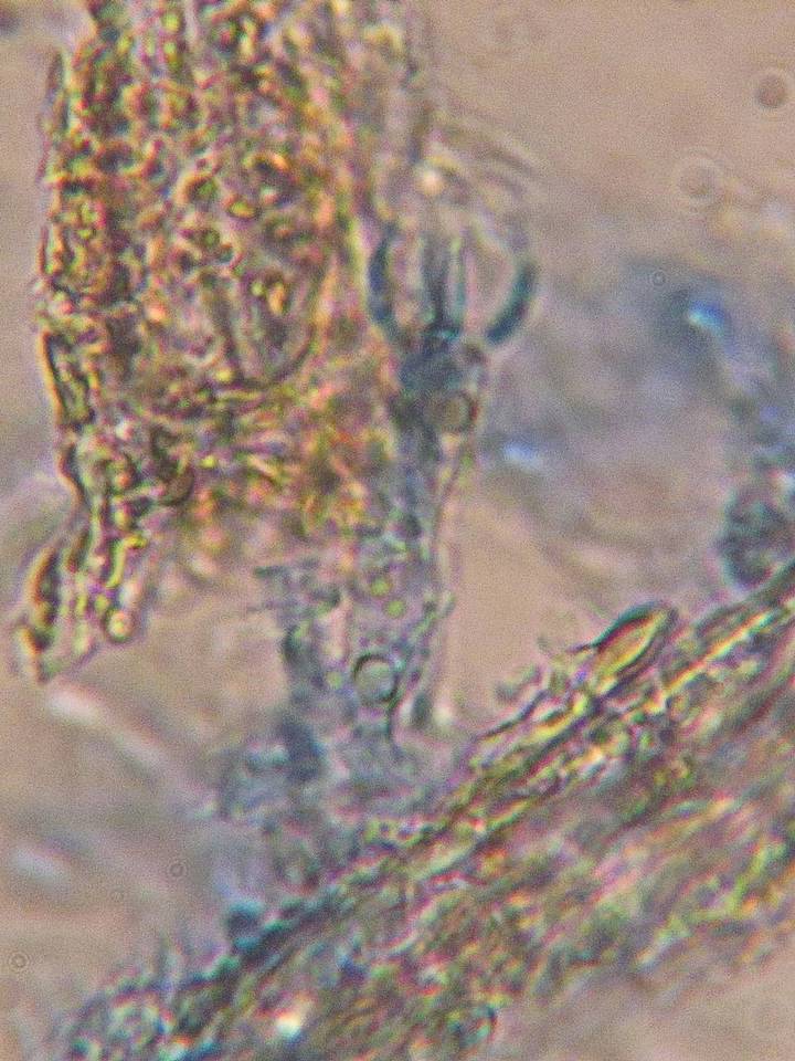 Litschauerella clematidis image
