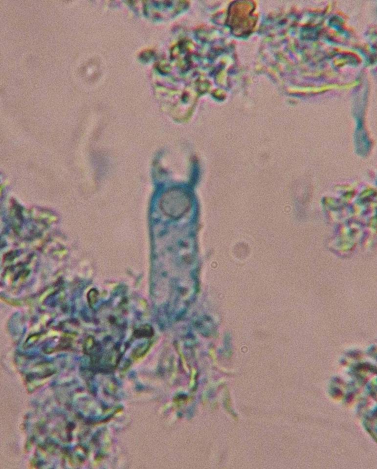 Litschauerella clematidis image