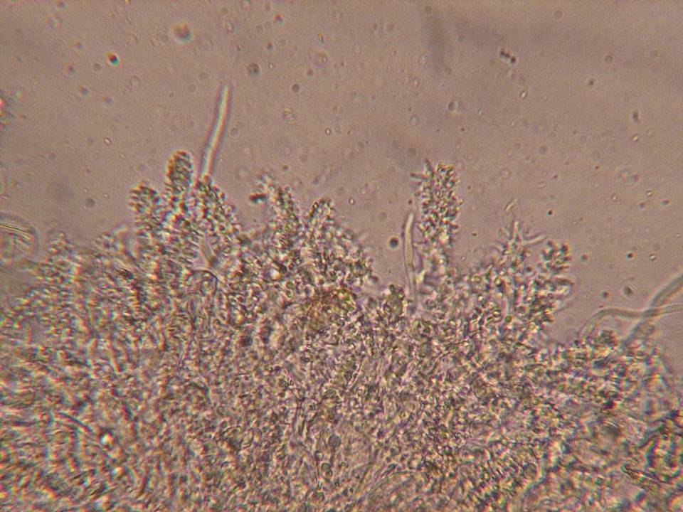 Aleurodiscus farlowii image