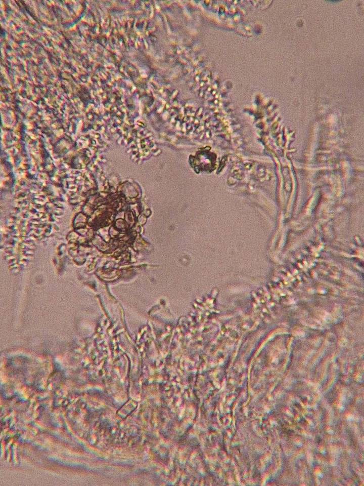 Aleurodiscus farlowii image