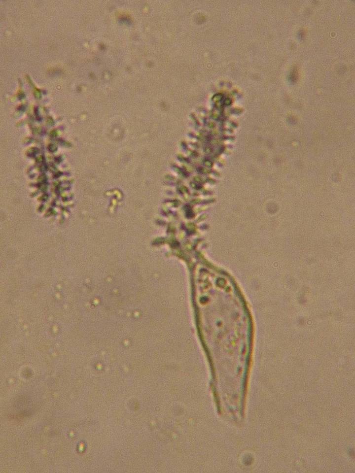 Aleurodiscus farlowii image