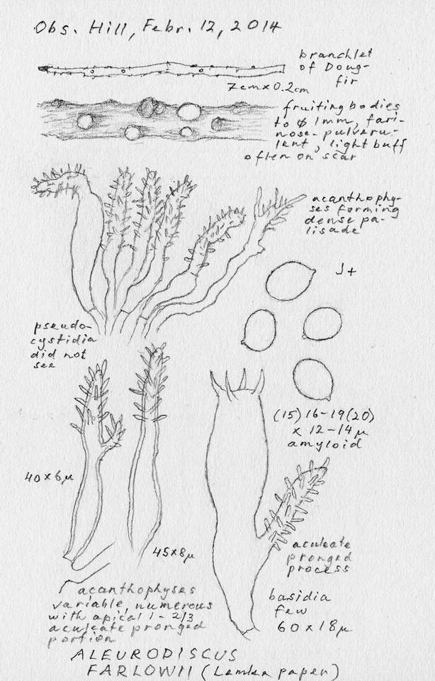 Aleurodiscus farlowii image