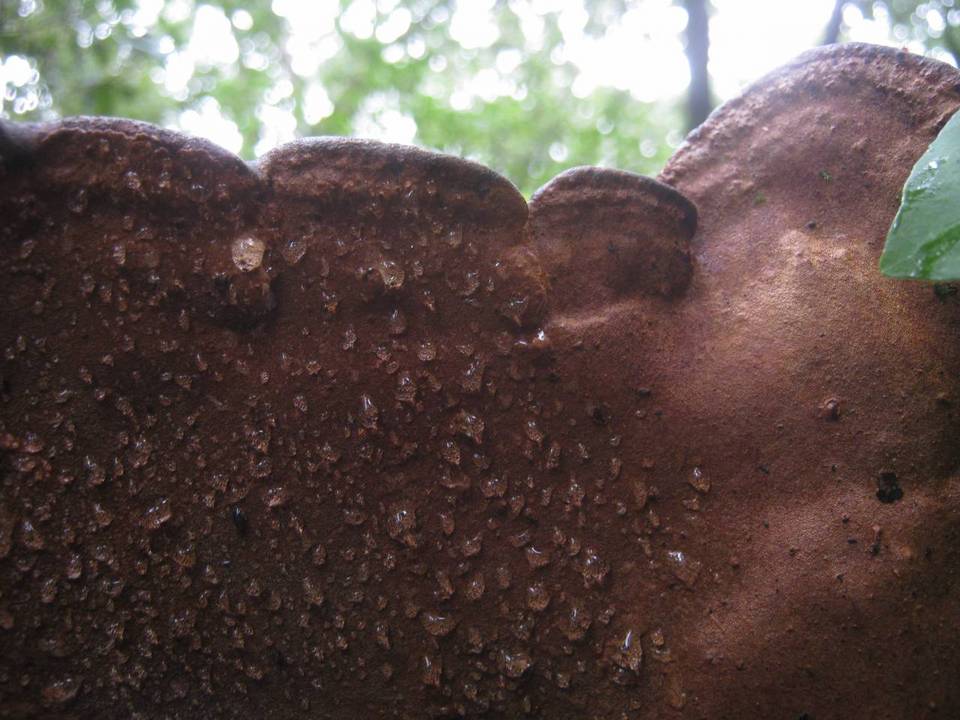 Fuscoporia torulosa image