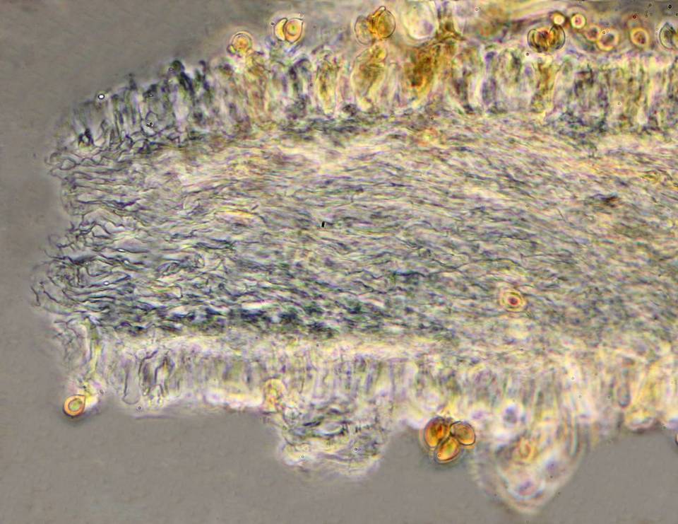 Inocybe cinnamomea image