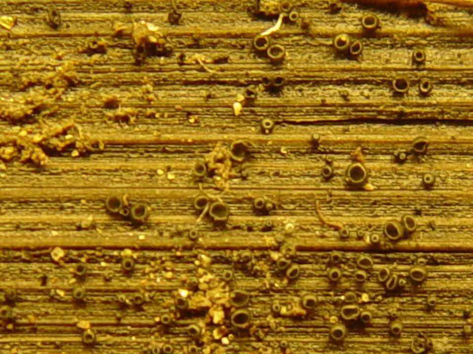 Pyrenopeziza pulveracea image