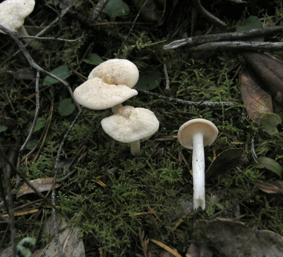 Hydnum oregonense image