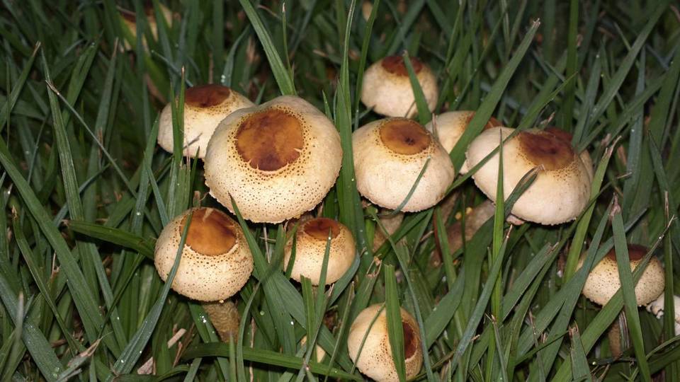 Xanthagaricus image