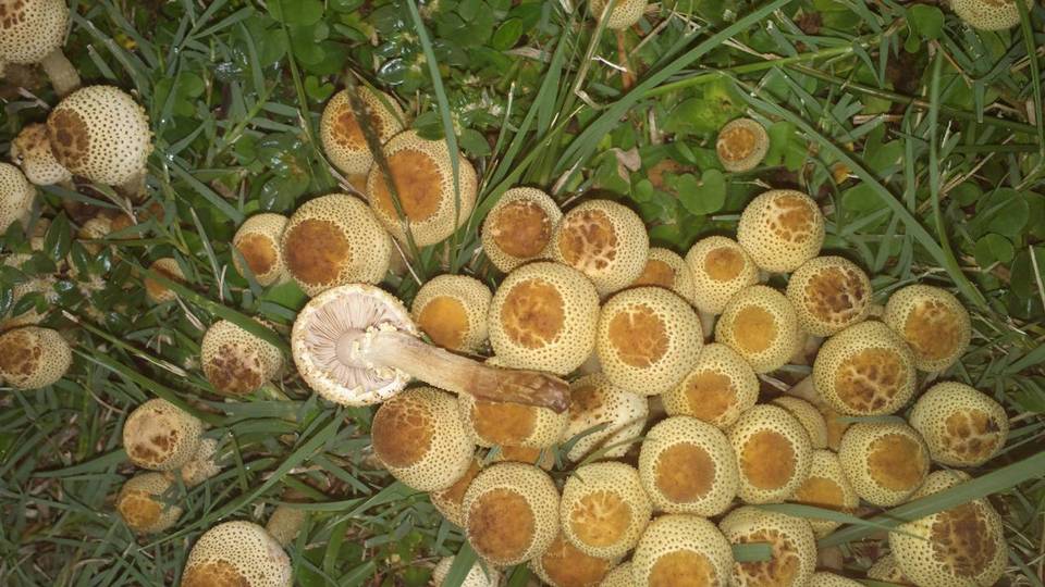 Xanthagaricus luteolosporus image