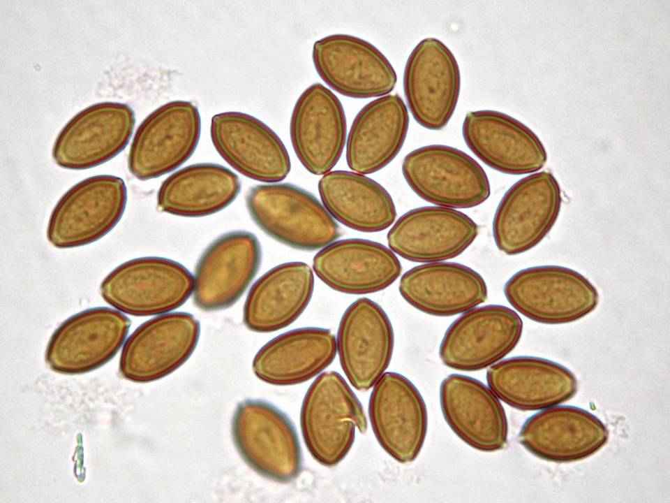 Psilocybe chuxiongensis image