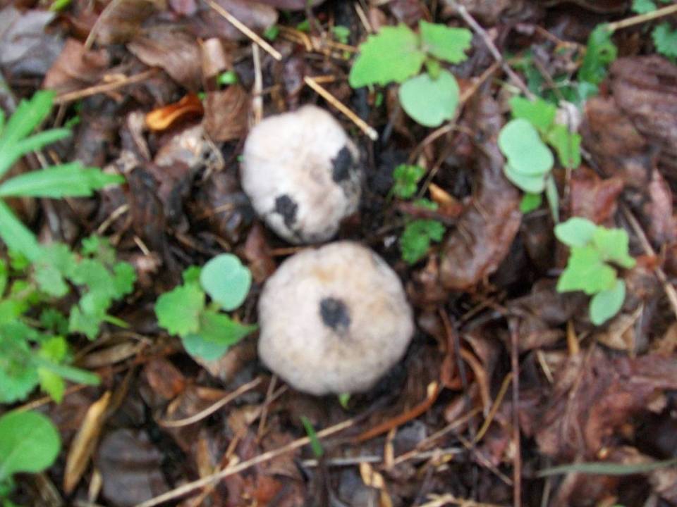 Coprinopsis alutaceivelata image