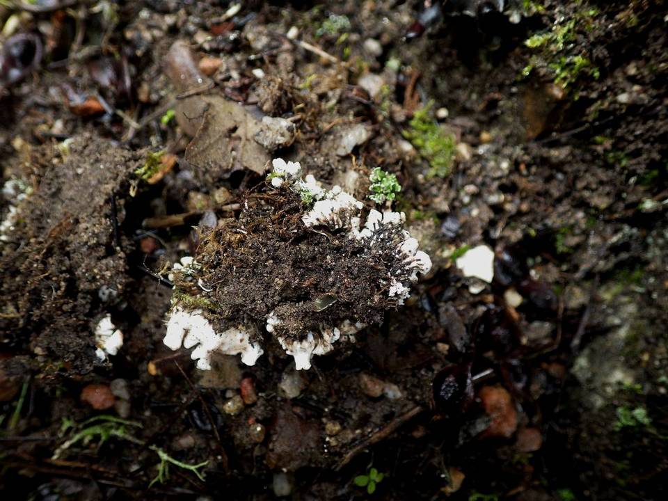 Peltigera neckeri image