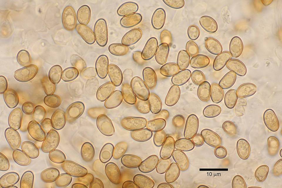 Inocybe rimosoides image