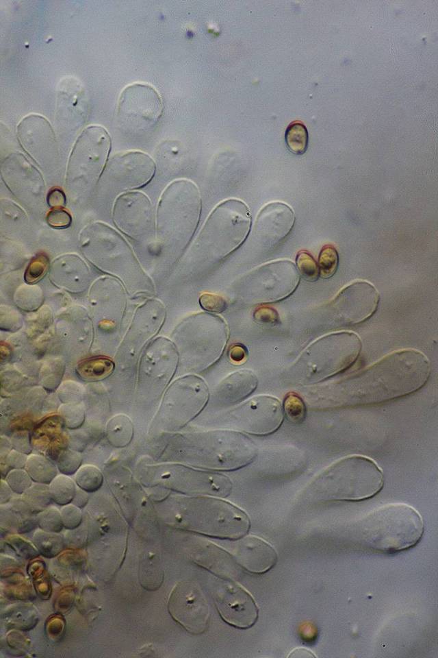 Inocybe rimosoides image
