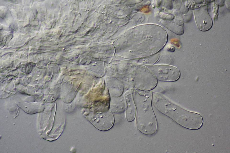 Inocybe rimosoides image