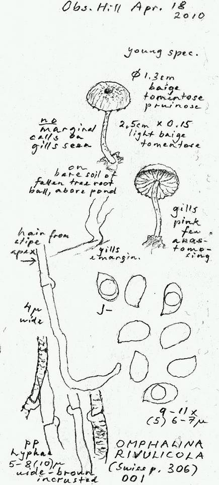 Omphalina rivulicola image