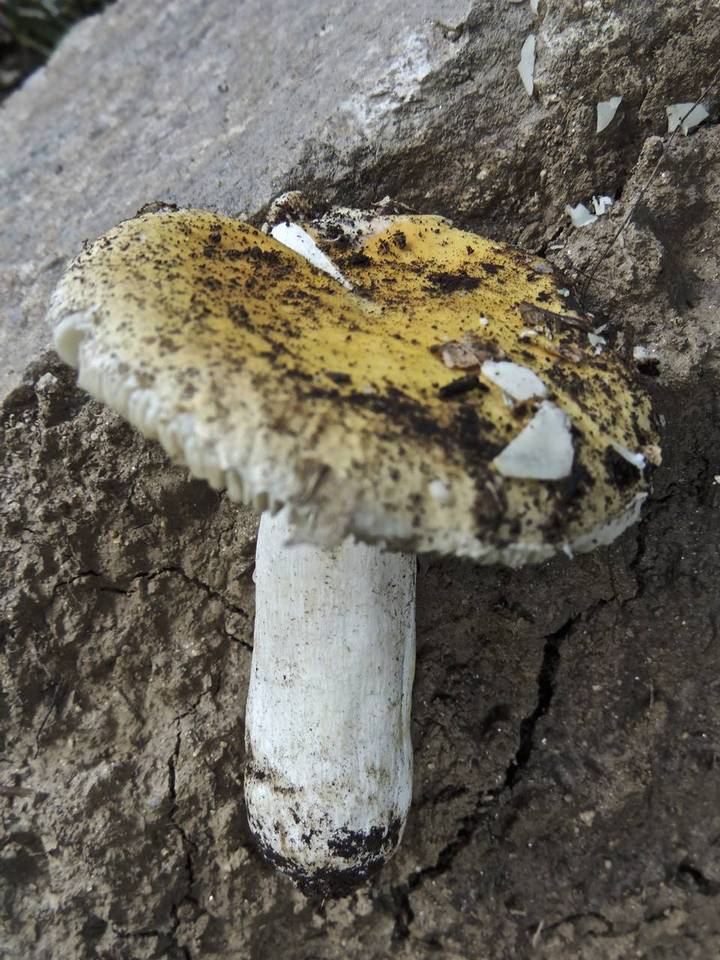 Russula helios image