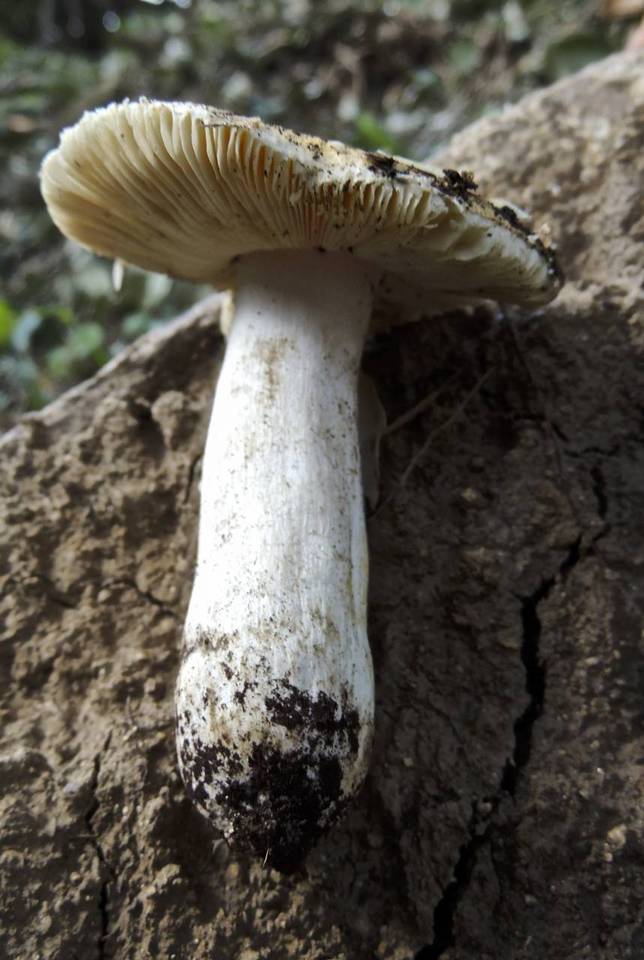 Russula helios image