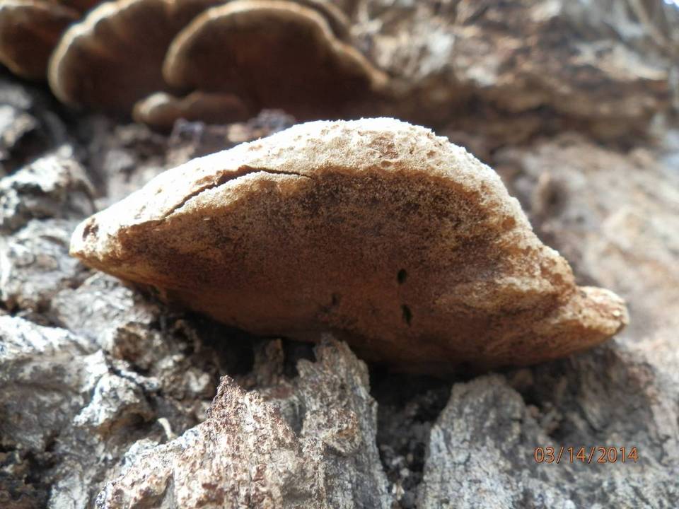Inonotus munzii image