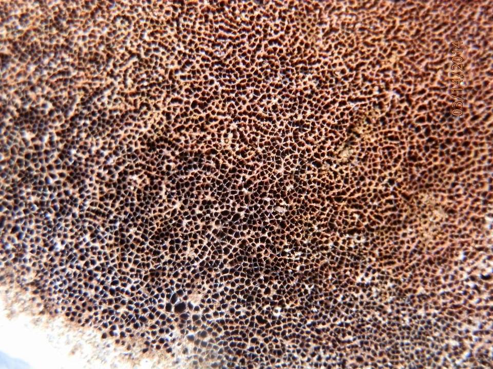 Inonotus munzii image