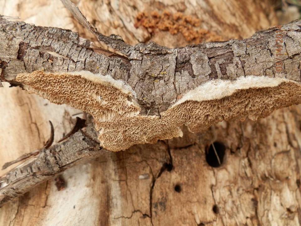Trametes trogii image