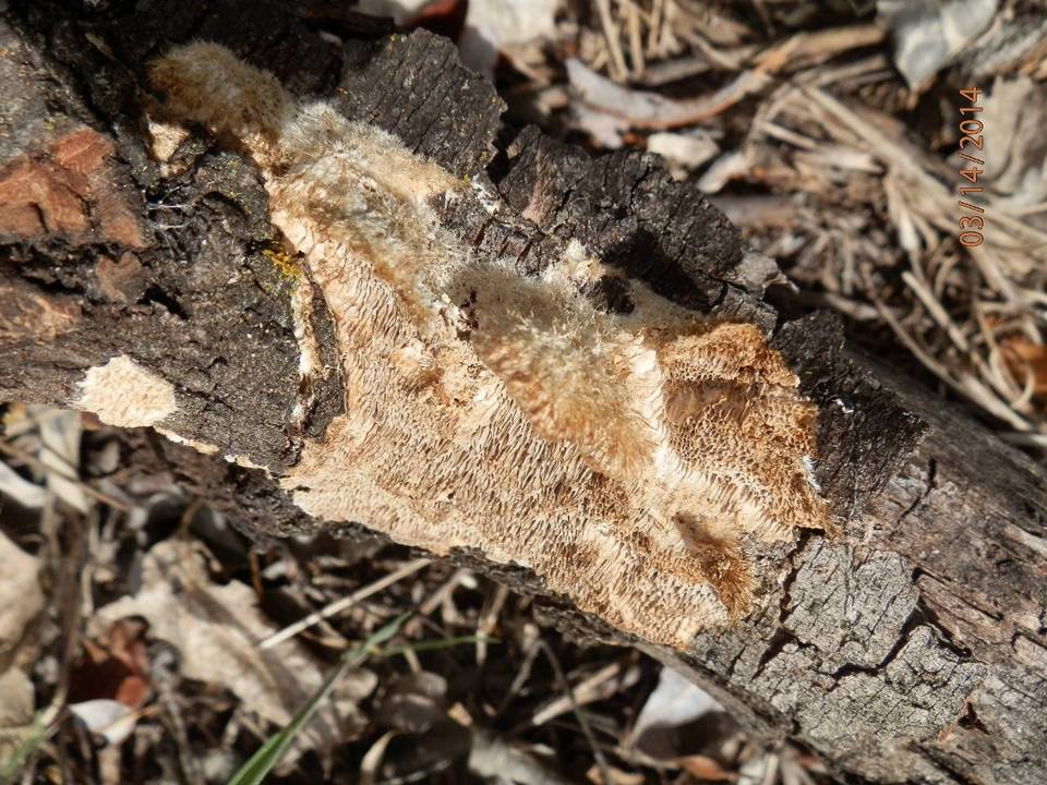 Trametes trogii image