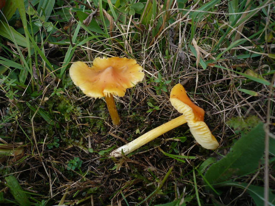 Hygrocybe persistens image