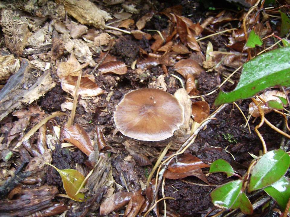 Pluteus atrofuscens image