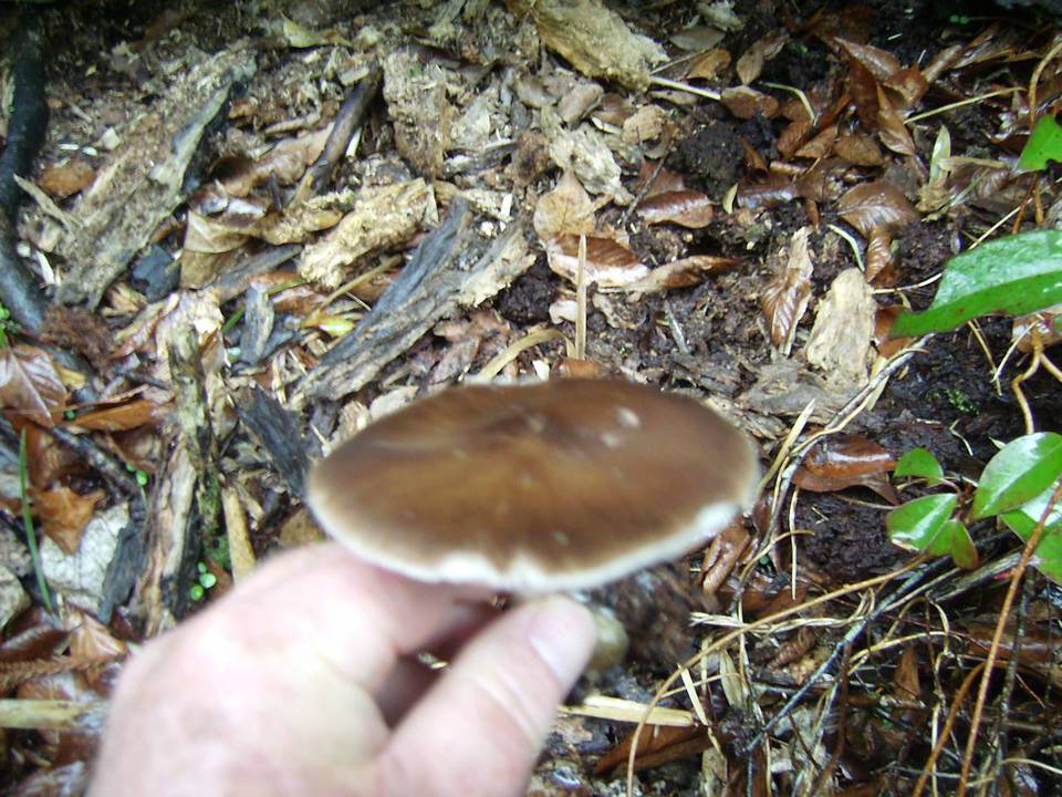 Pluteus atrofuscens image