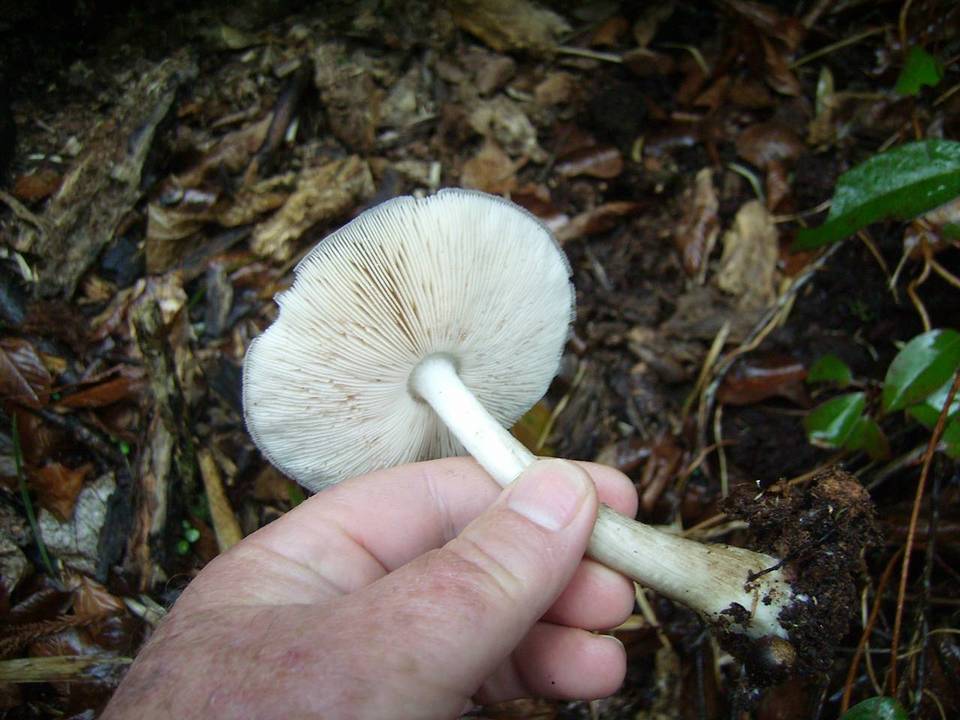 Pluteus atrofuscens image