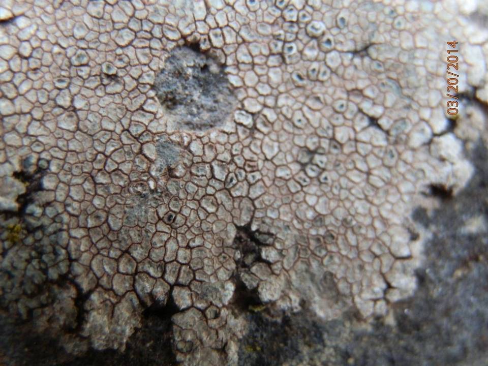 Bellemerea alpina image