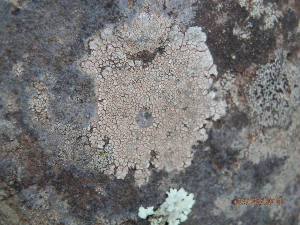Bellemerea alpina image