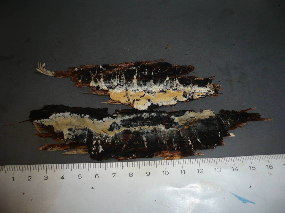 Mutatoderma mutatum image