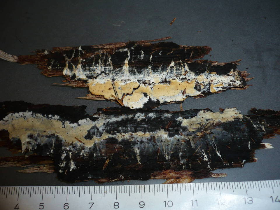 Mutatoderma mutatum image