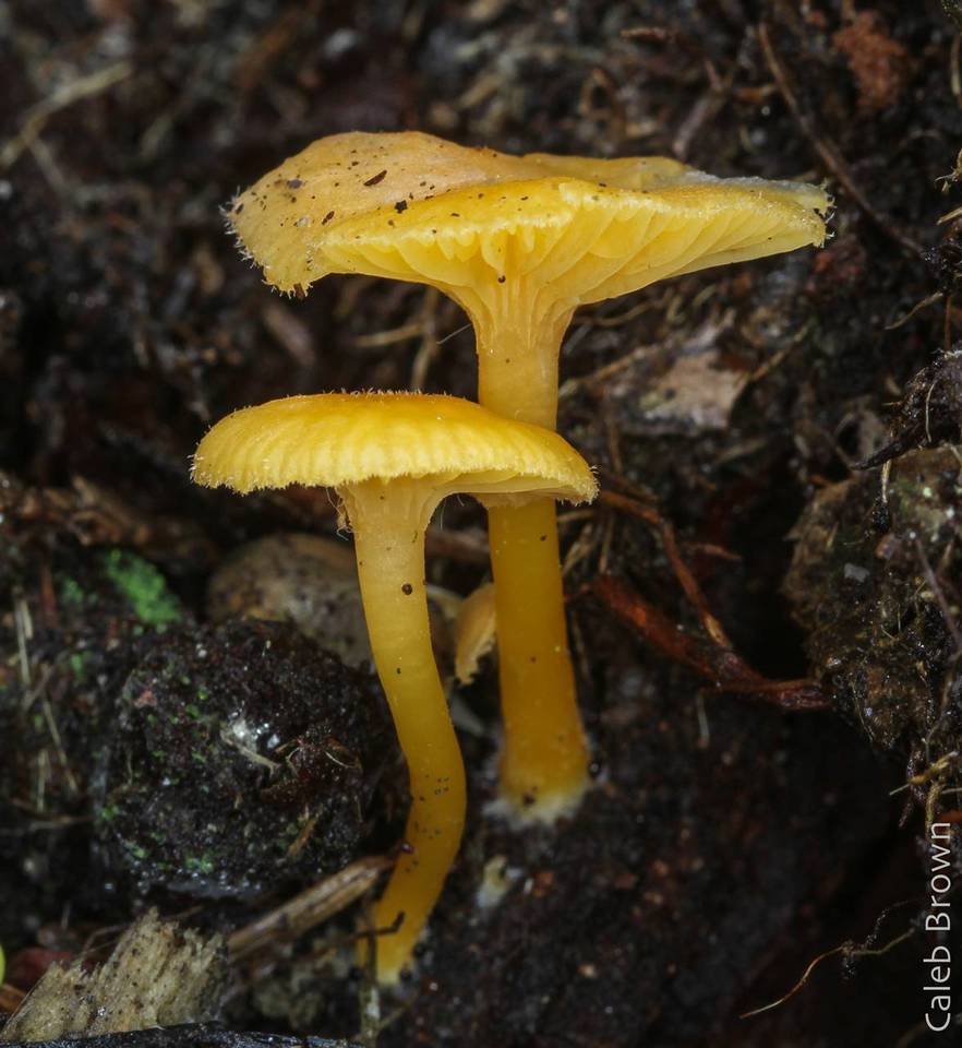 Chrysomphalina aurantiaca image