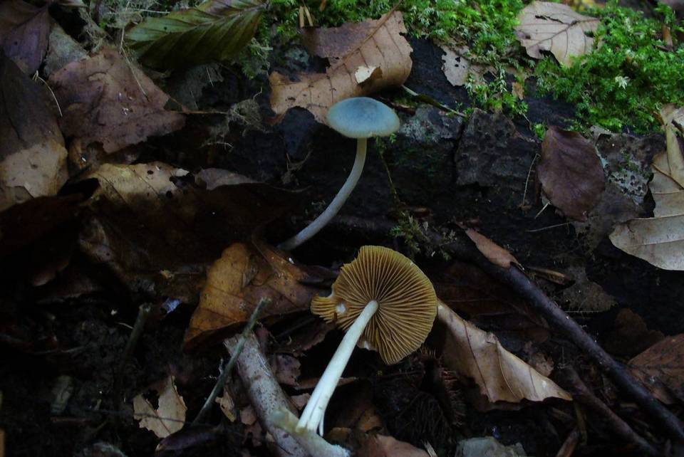 Conocybe aeruginosa image
