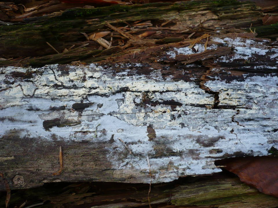 Hyphodontia pallidula image